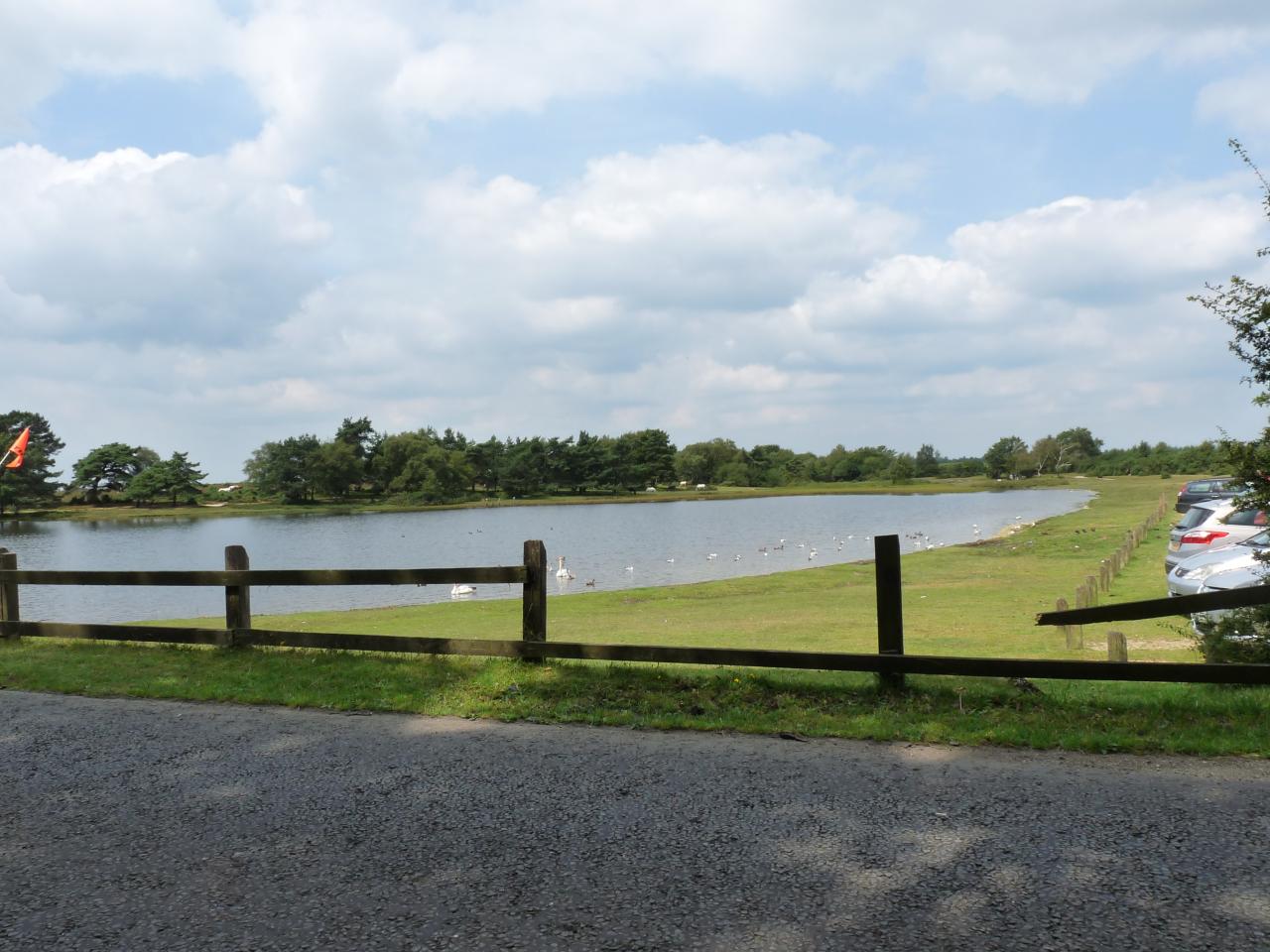 Rally in the New Forest