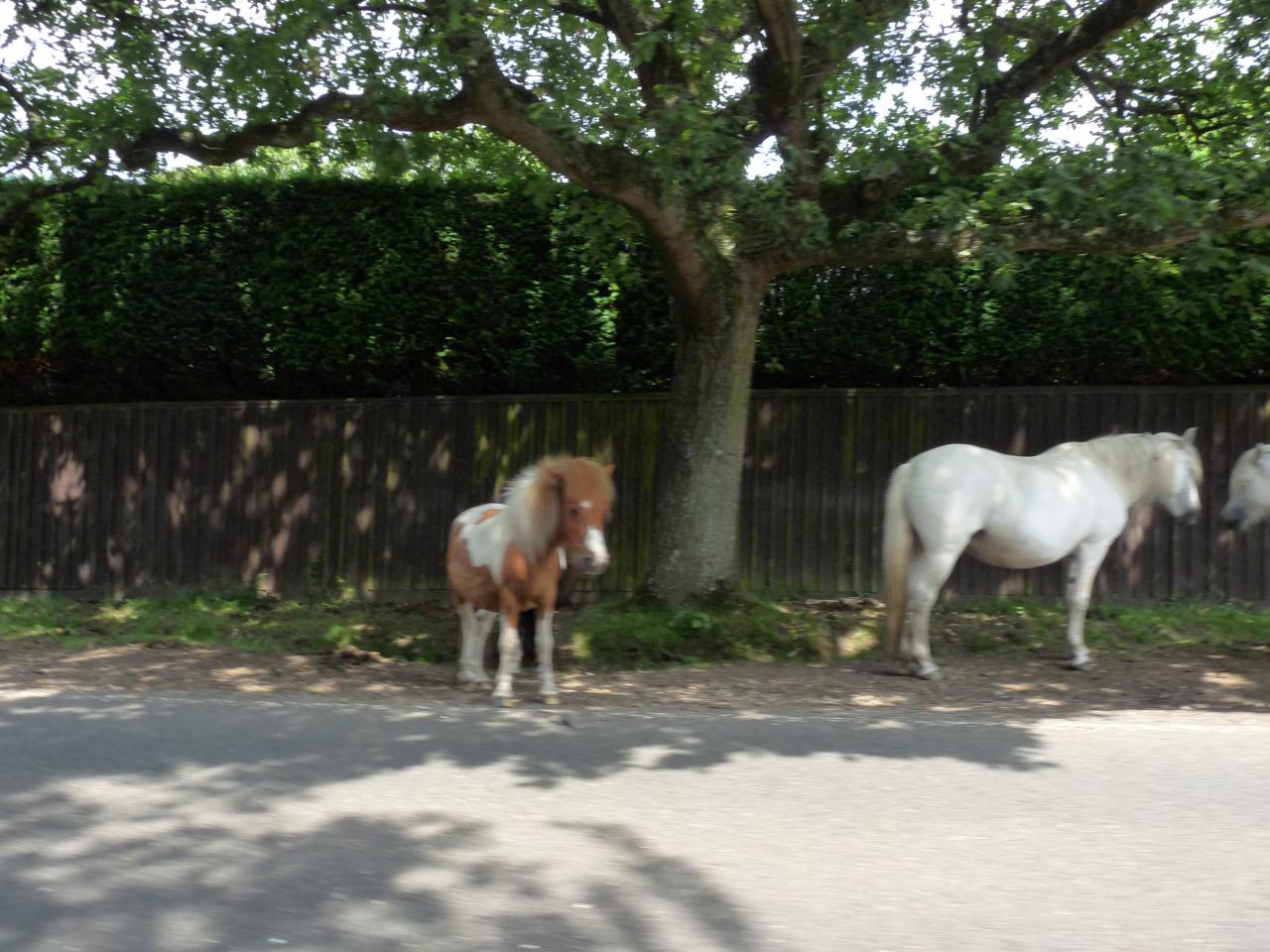 Rally in the New Forest