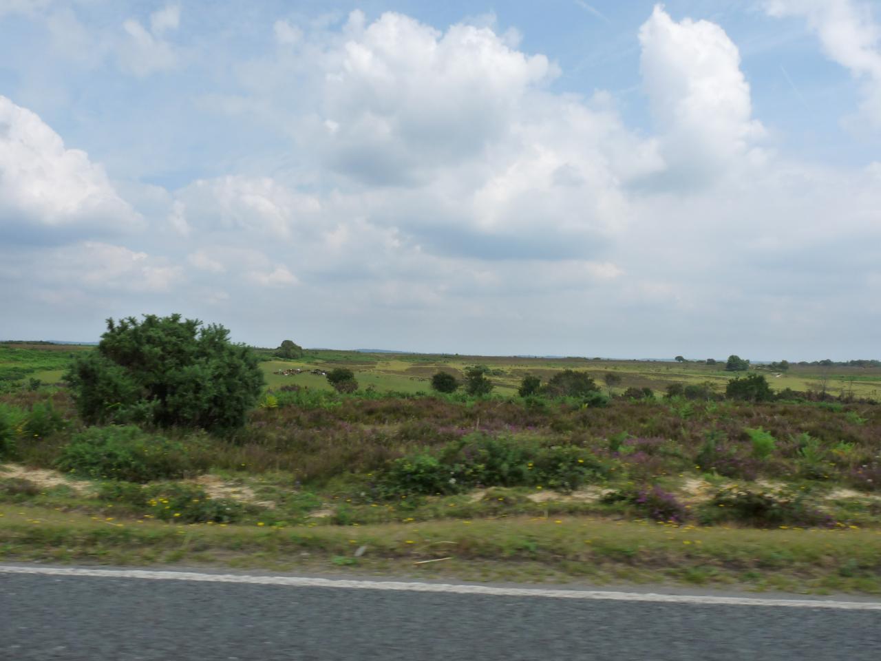 Rally in the New Forest