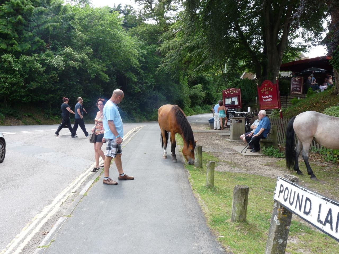 Rally in the New Forest