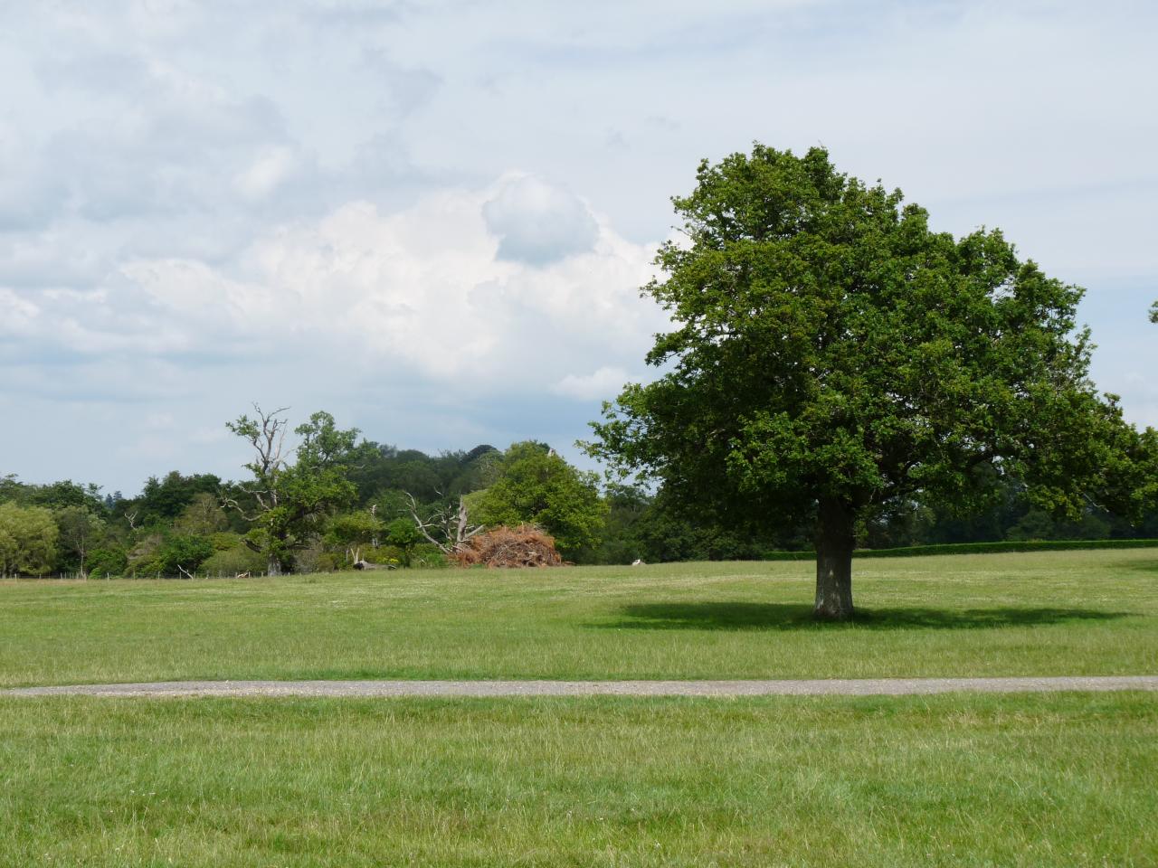 Rally in the New Forest